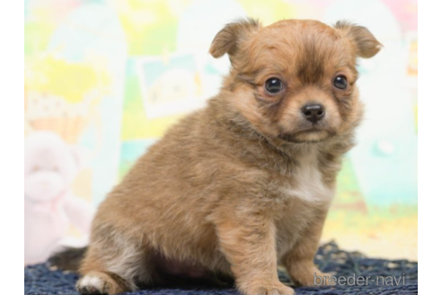 成約済の千葉県のチワワ(ロングコート)-219706の3枚目